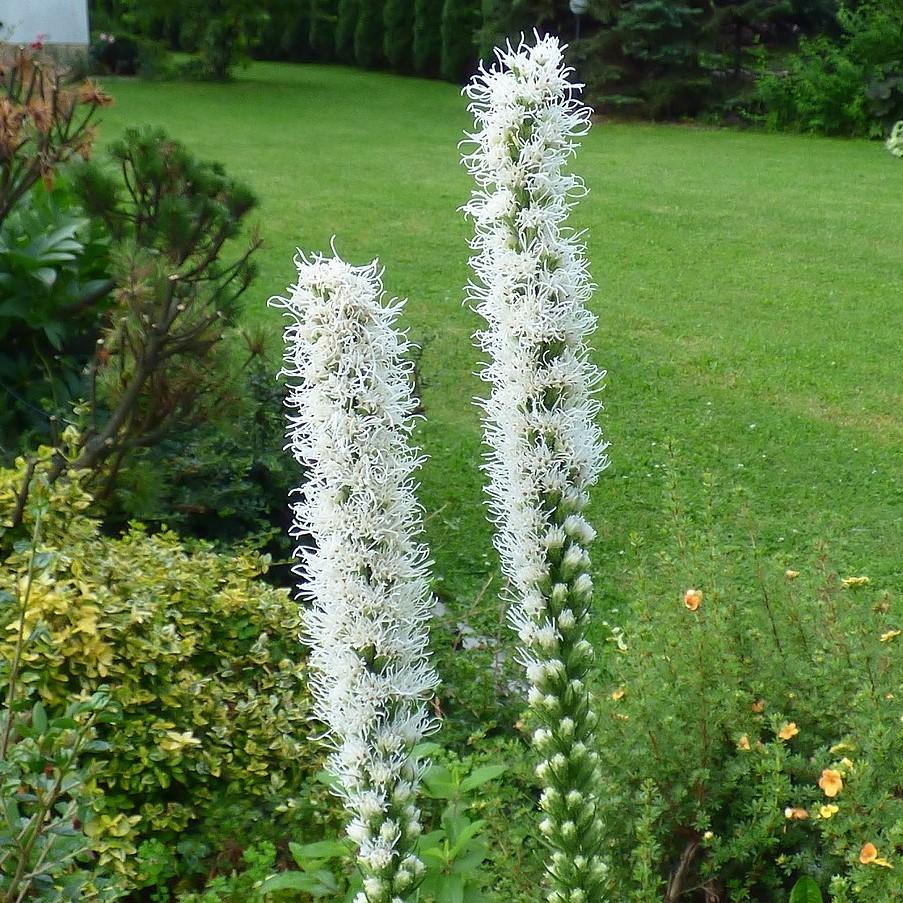 Liatris spicata 'Floristan Weiss' ~ Floristan Weiss Blazing Star - Delivered By ServeScape