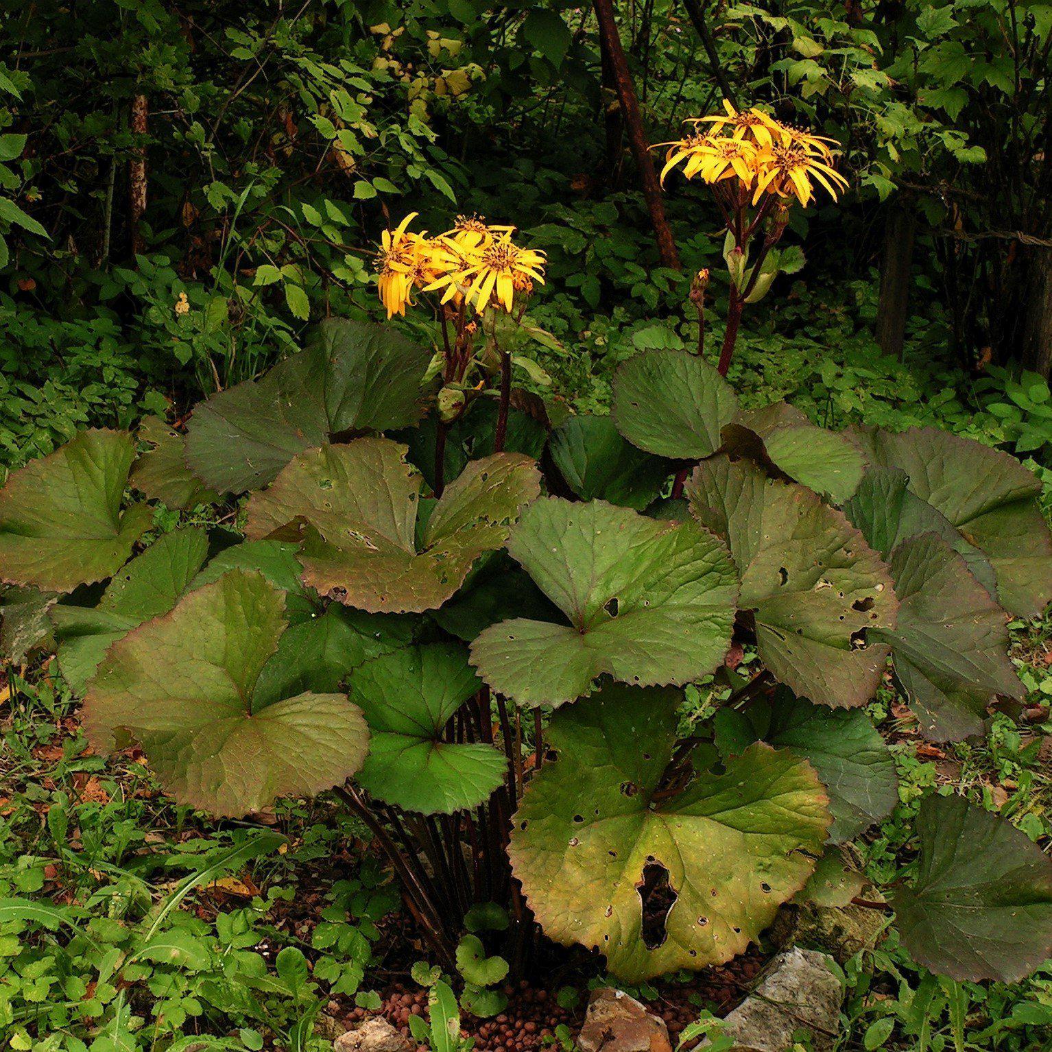 Ligularia dentata 'Desdemona' ~ Desdemona Leopard Plant-ServeScape