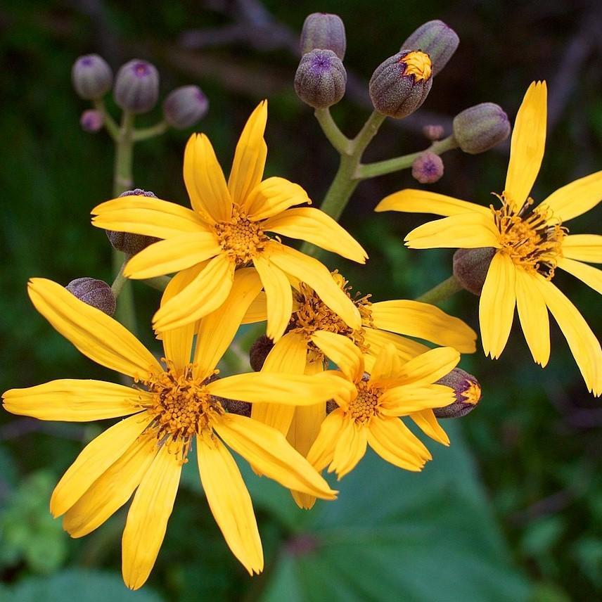 Ligularia dentata 'Othello' ~ Othello Leopard Plant - Delivered By ServeScape