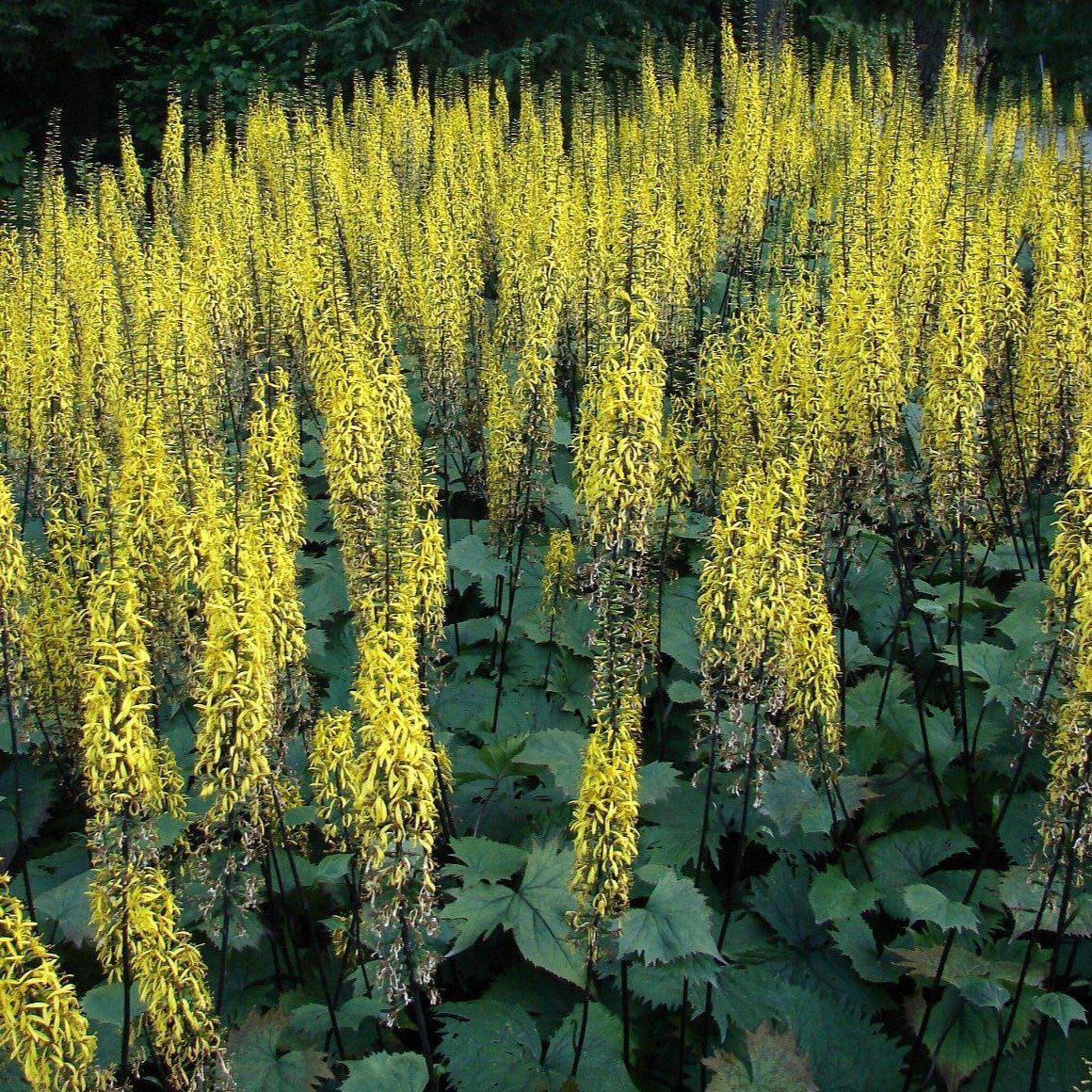 Ligularia stenocephala 'Little Rocket' ~ Little Rocket Leopard Plant-ServeScape