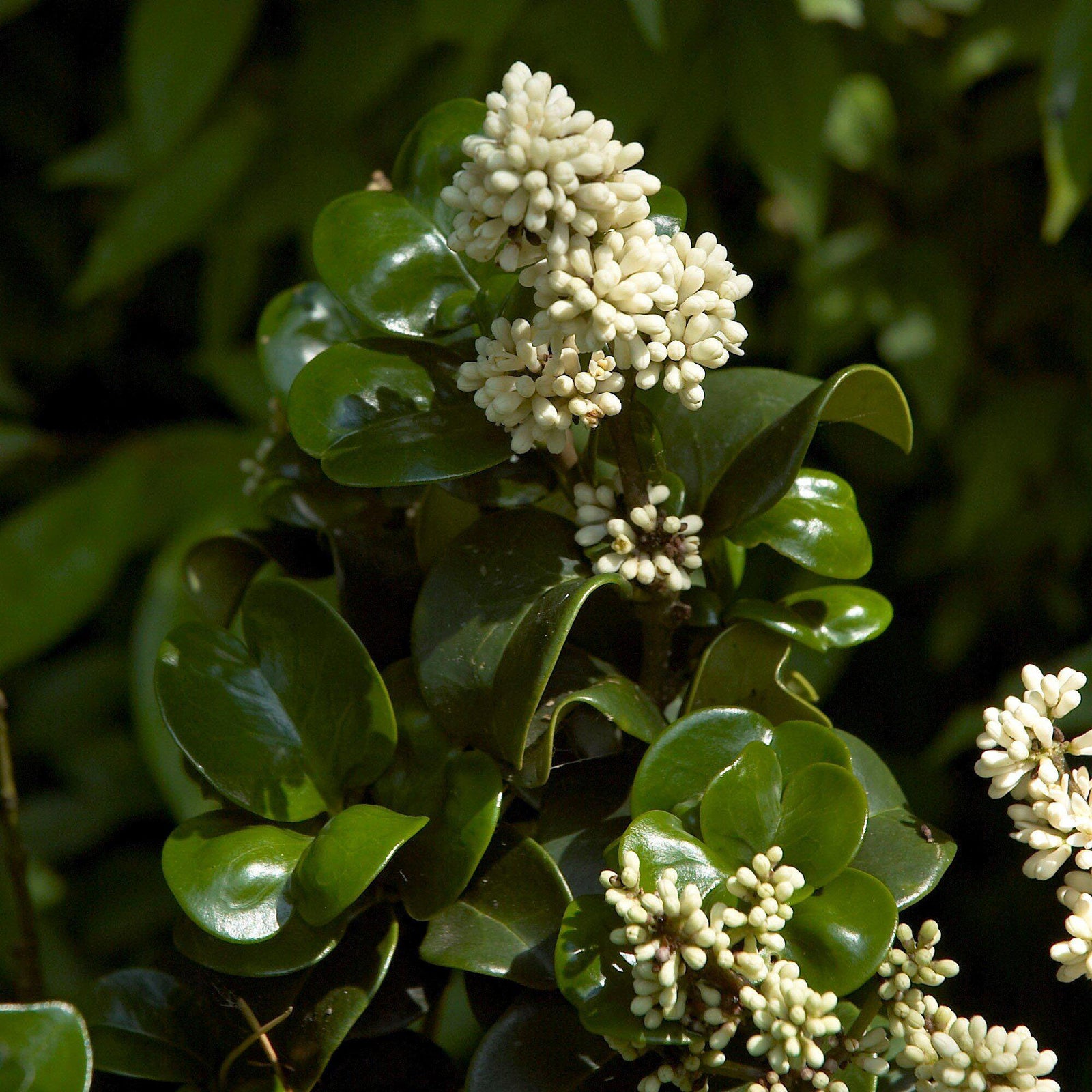 Ligustrum japonicum 'Coriaceum' ~ Curly Leaf Japanese Privet-ServeScape