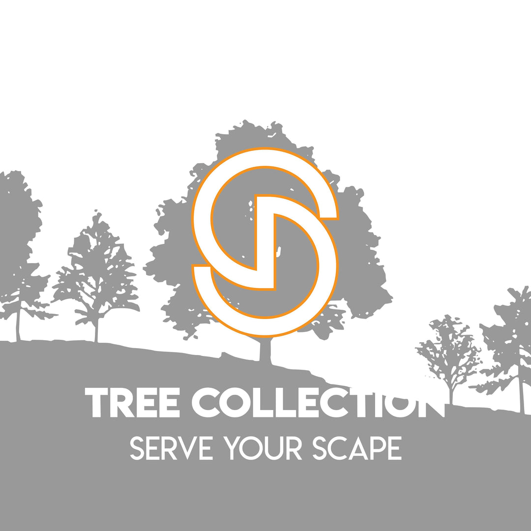 Ligustrum japonicum 'Howardi' ~ Howardi Ligustrum - Delivered By ServeScape