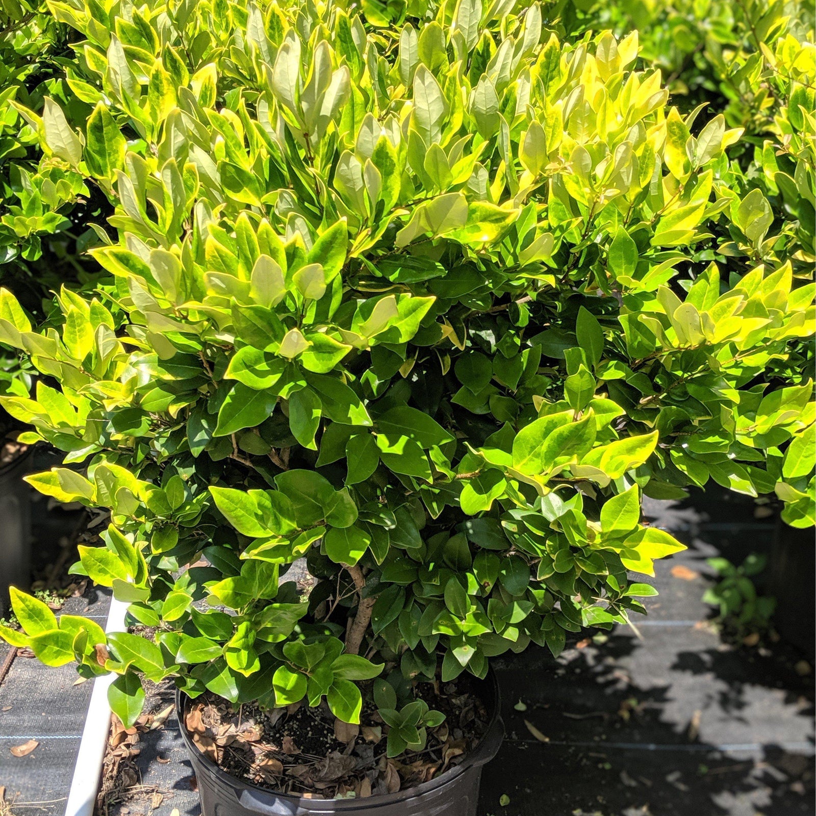 Ligustrum japonicum 'Recurvifolium' ~ Recurve Ligustrum - Delivered By ServeScape