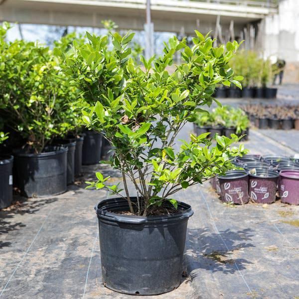 Ligustrum japonicum 'Texanum' ~ Waxleaf ligustrum - Delivered By ServeScape