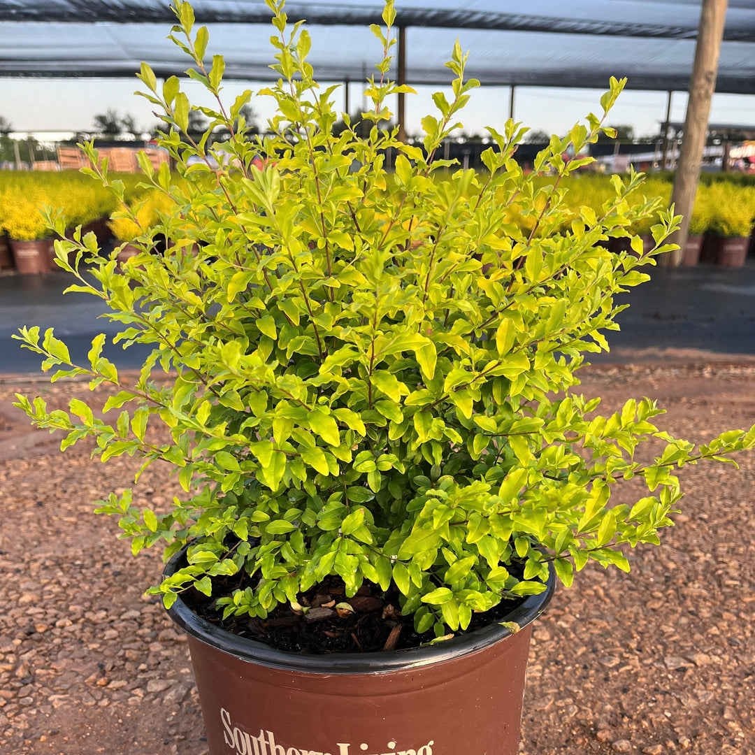 Ligustrum sinense 'Sunshine' ~ Sunshine Ligustrum-ServeScape