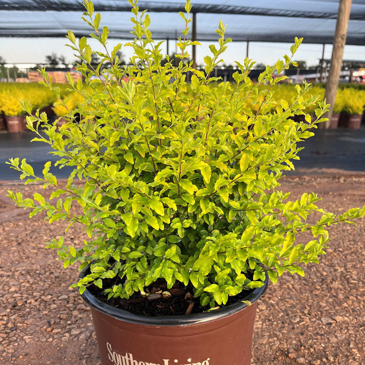 Ligustrum sinense 'Sunshine' ~ Sunshine Ligustrum-ServeScape