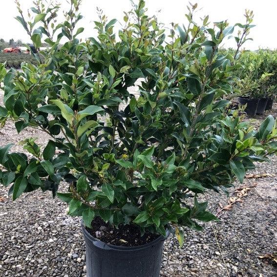 Ligustrum japonicum 'Recurvifolium' ~ Recurve Ligustrum-ServeScape