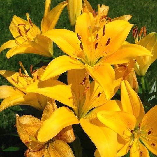 Lilium a. 'Tiny Glow' ~ Lily Looks™ Tiny Glow Asiatic Lily-ServeScape