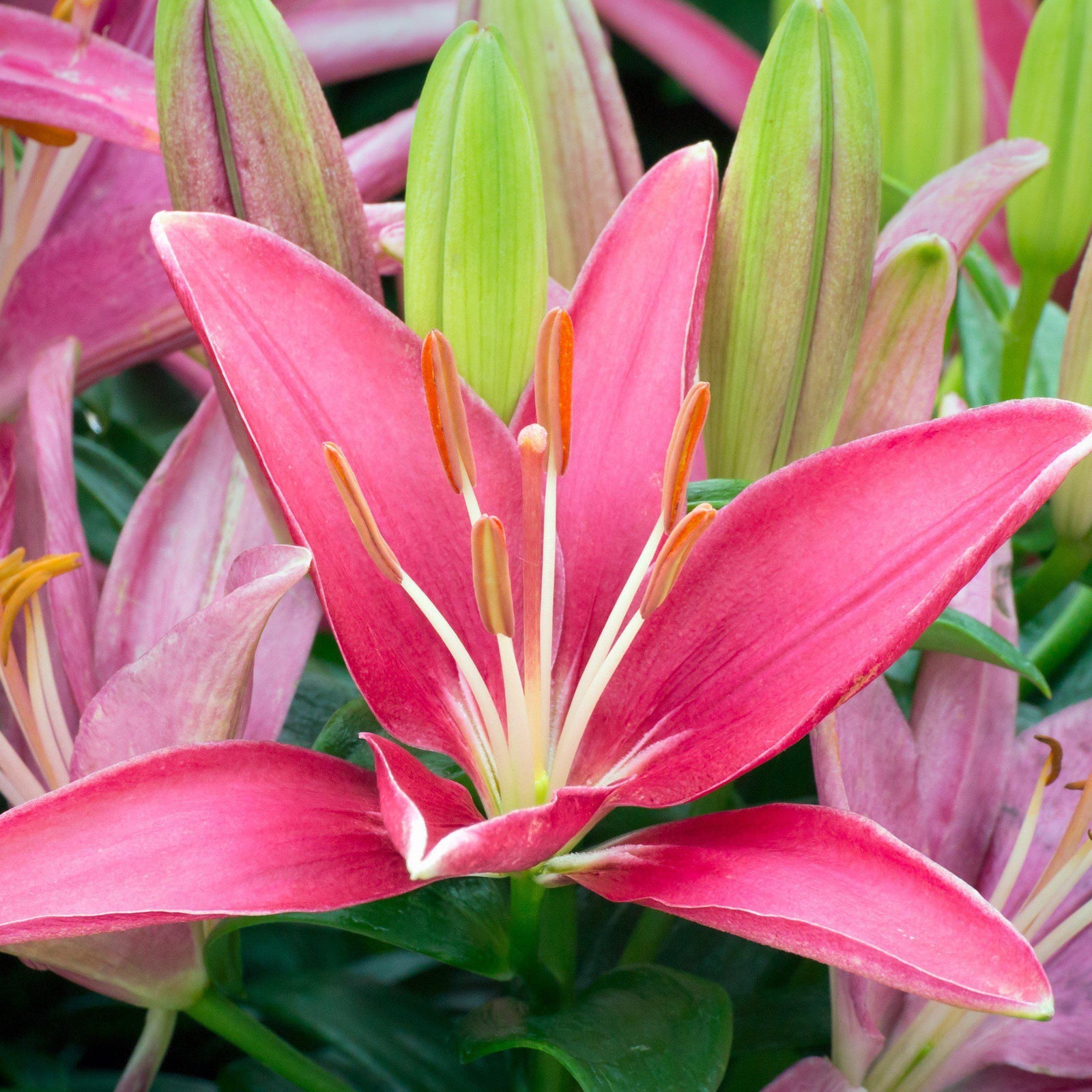 Lilium a. 'Tiny Pearl' ~ Lily Looks™ Tiny Pearl Asiatic Lily-ServeScape