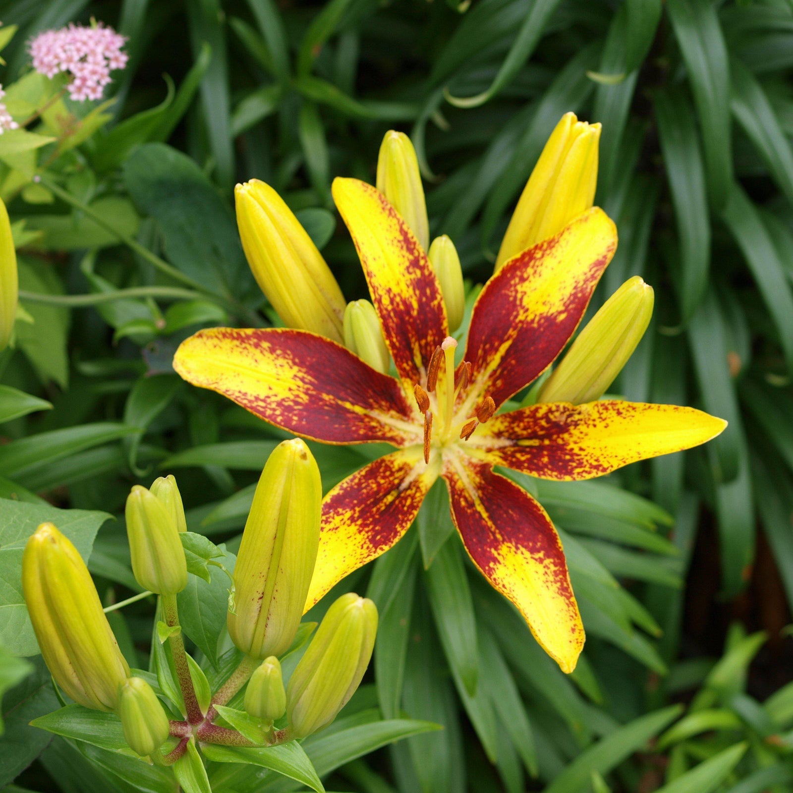 Lilium a. 'Tiny Sensation' ~ Lily Looks™ Tiny Sensation Asiatic Lily-ServeScape