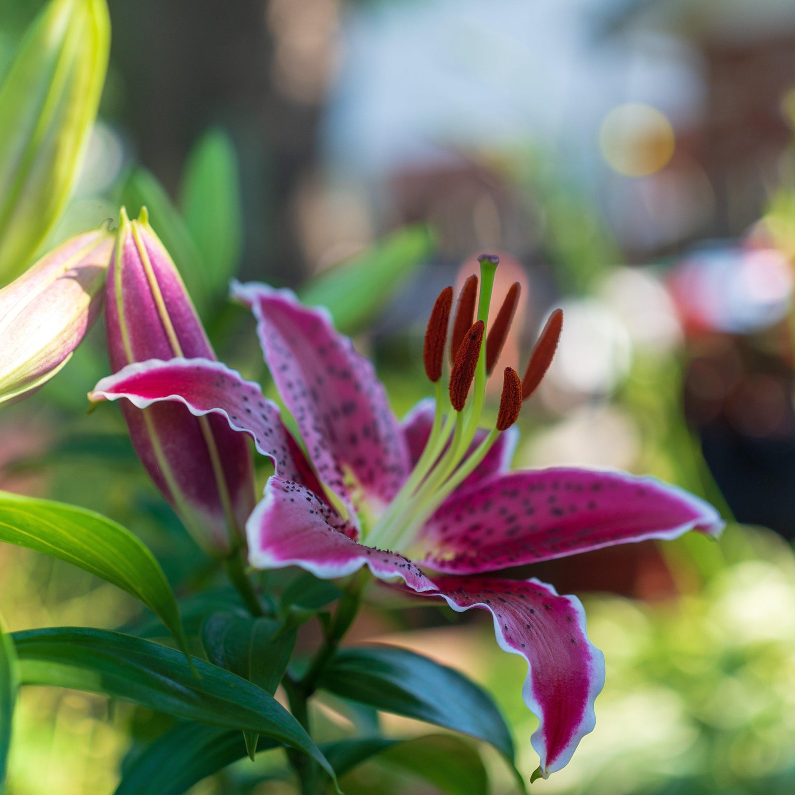 Lilium o. 'Sunny Grenada' ~ Lily Looks™ Sunny Grenada Oriental Lily-ServeScape