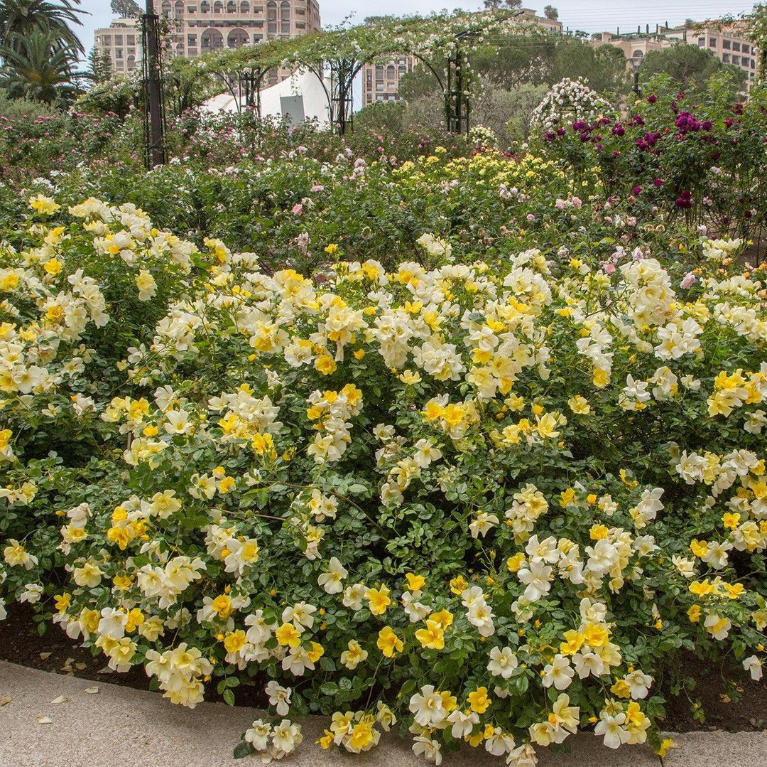 Rosa 'Limoncello' PP21532 ~ Limoncello™ Rose-ServeScape