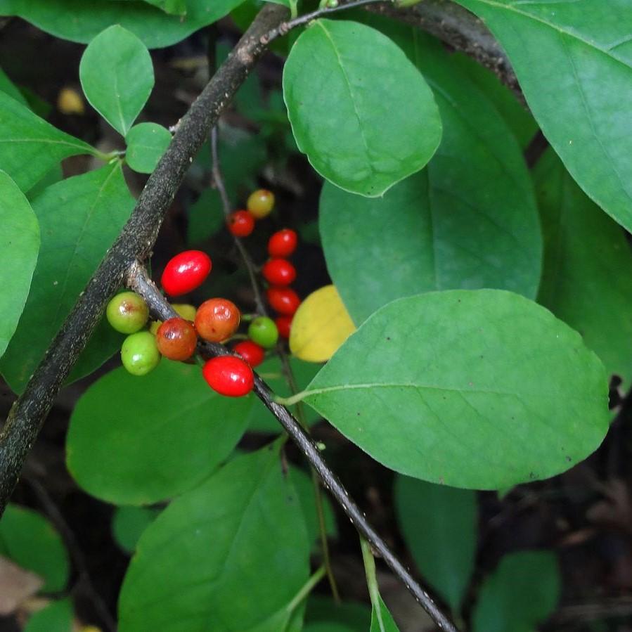 Lindera benzoin ~ Spice Bush-ServeScape