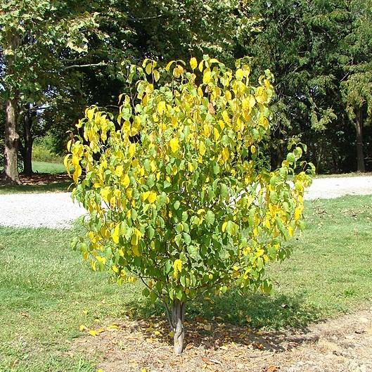 Lindera benzoin ~ Spice Bush-ServeScape