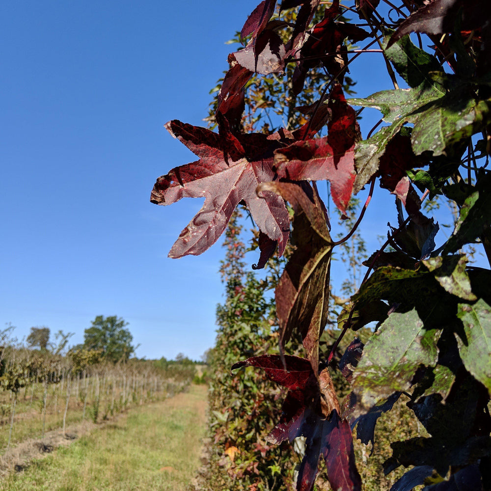 Liquidambar styraciflua 'Slender Silhouette' ~ Slender Silhouette Sweetgum - Delivered By ServeScape