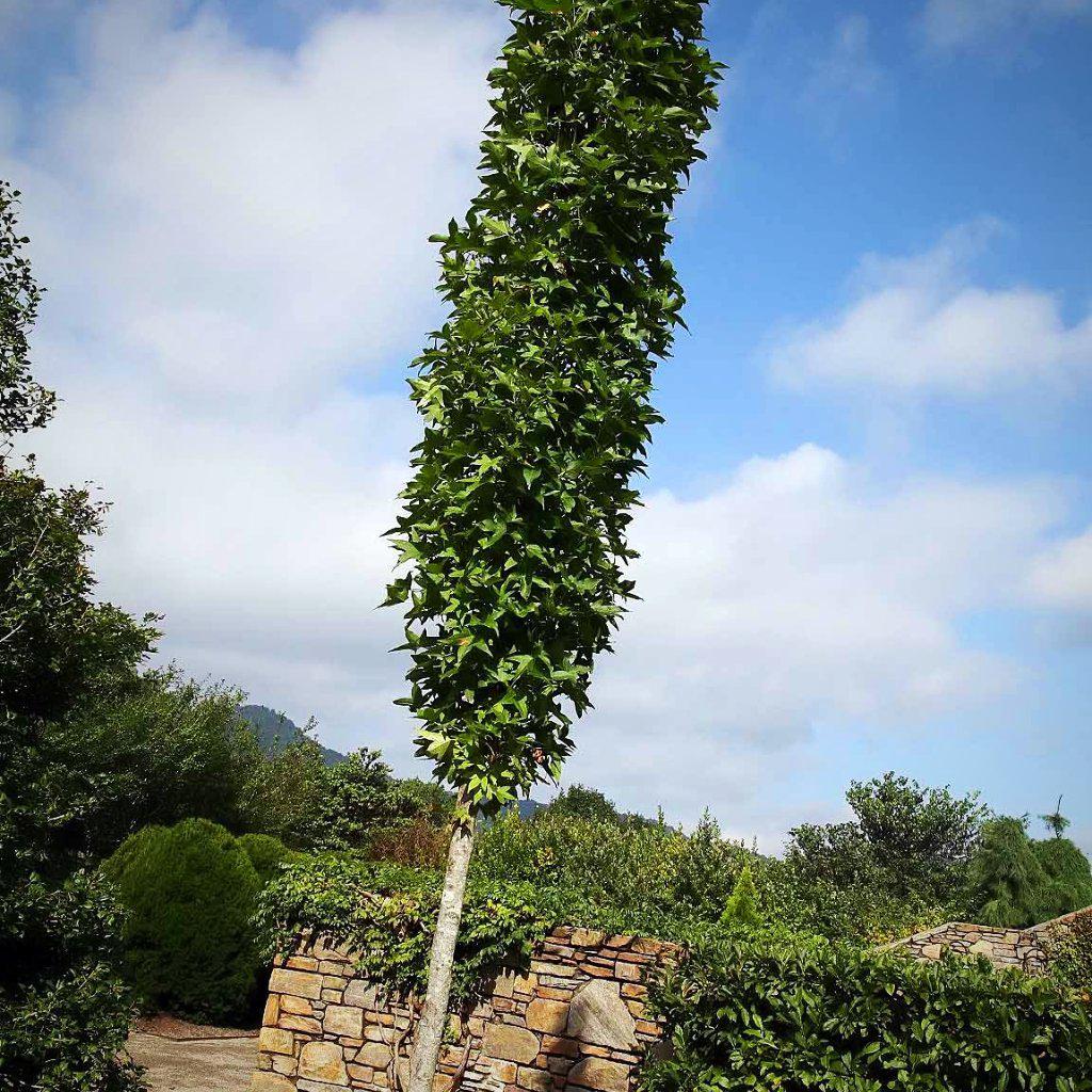 Liquidambar styraciflua 'Slender Silhouette' ~ Slender Silhouette Sweetgum - Delivered By ServeScape