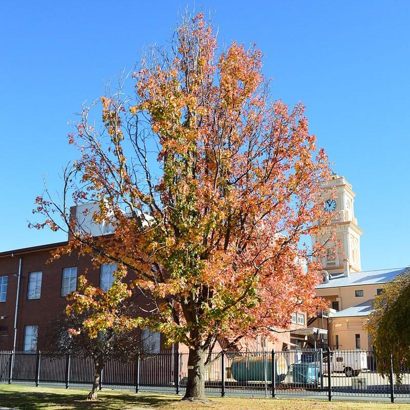 Liquidambar styraciflua ~ Sweetgum-ServeScape