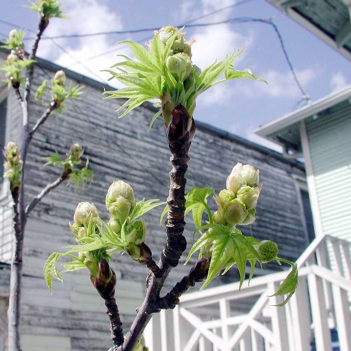 Liquidambar styraciflua ~ Sweetgum-ServeScape