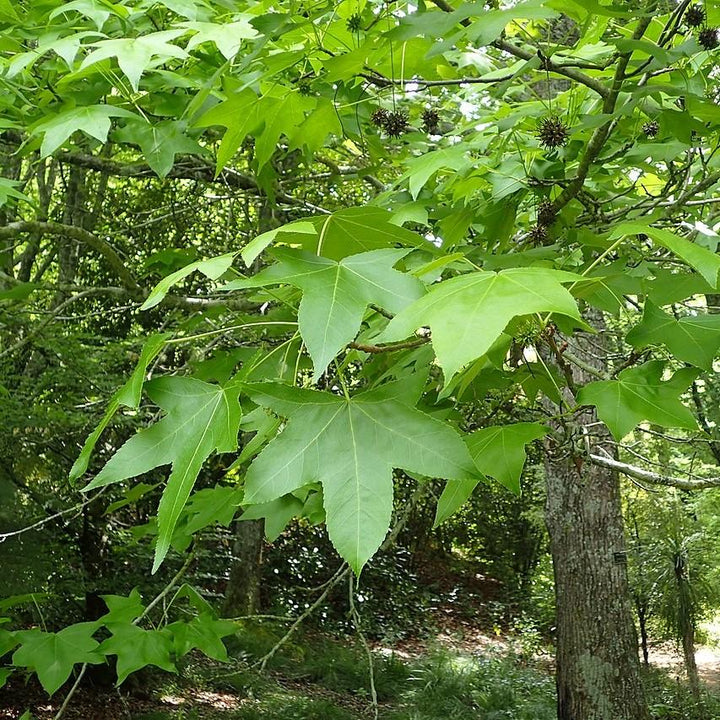 Liquidambar styraciflua ~ Sweetgum-ServeScape