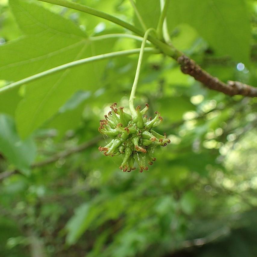 Liquidambar styraciflua ~ Sweetgum-ServeScape