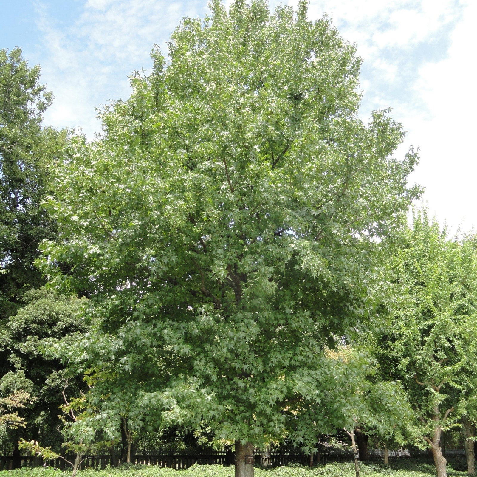 Liquidambar styraciflua ~ Sweetgum-ServeScape