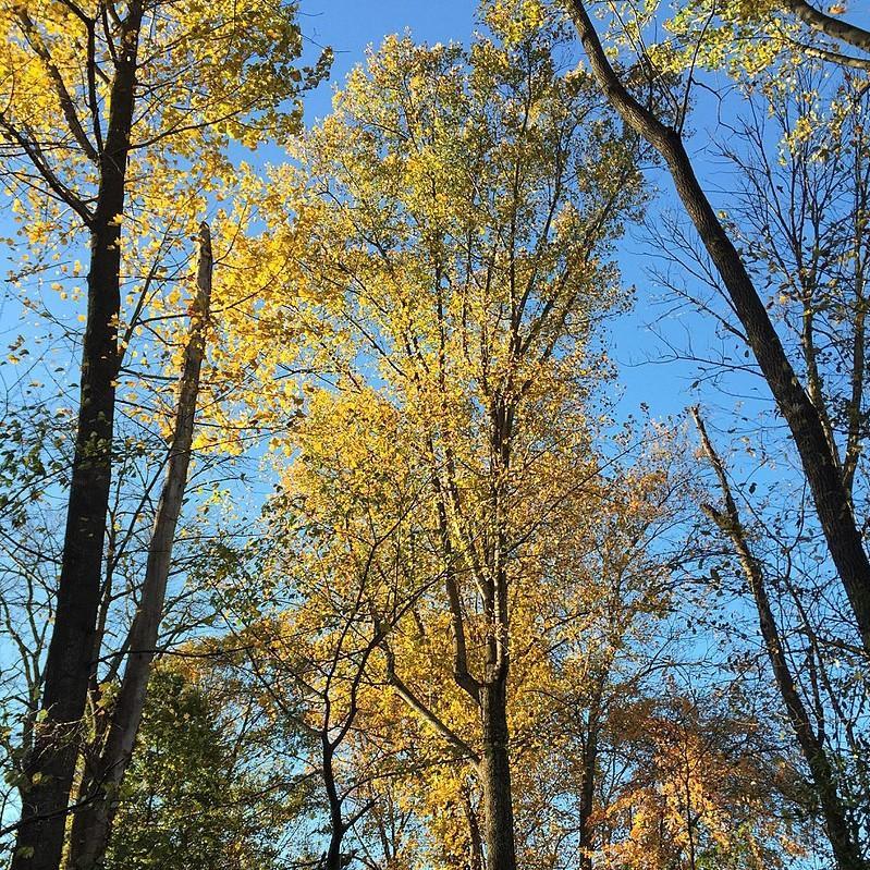 Liriodendron tulipifera 'Arnold' ~ Arnold Yellow Tulip Poplar-ServeScape