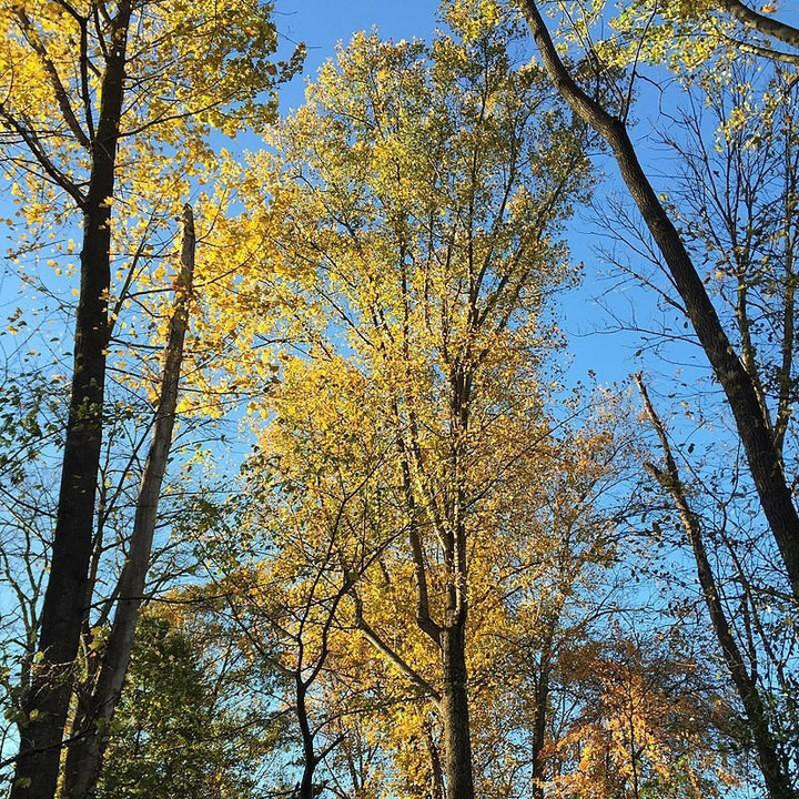 Liriodendron tulipifera 'Arnold' ~ Arnold Yellow Tulip Poplar-ServeScape