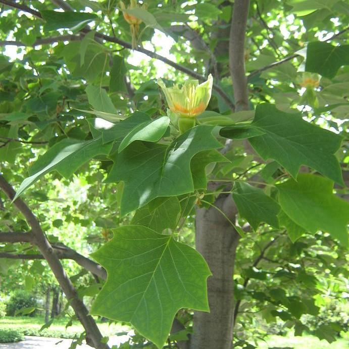Liriodendron tulipifera 'Arnold' ~ Arnold Yellow Tulip Poplar-ServeScape