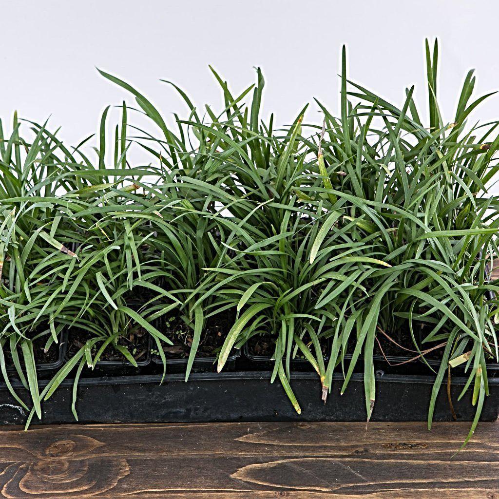 lily turf plant indoor Creeping Lily Turf