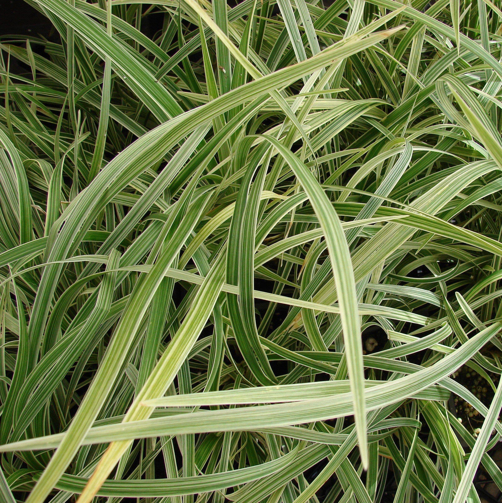 Liriope muscari ‘Aztec’ ~ Aztec Lily Turf-ServeScape