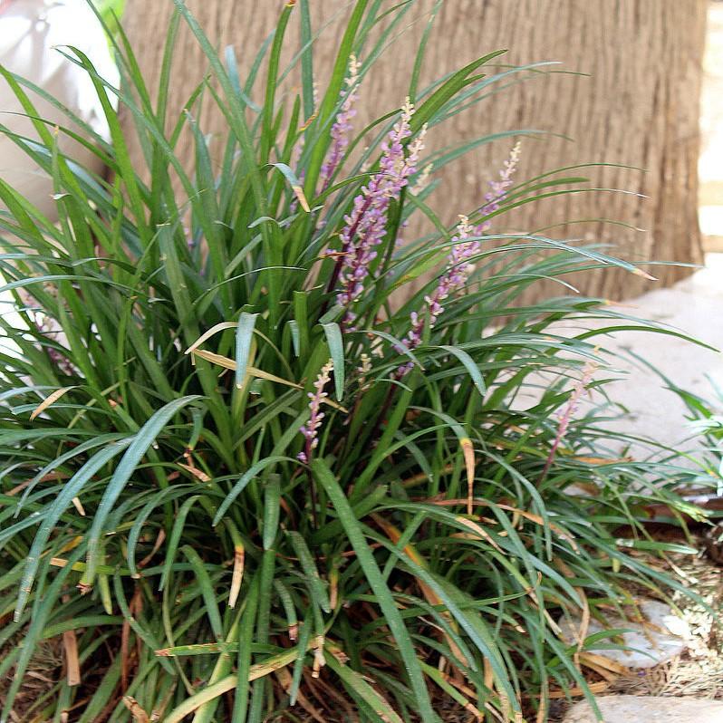 Liriope muscari 'Emerald Goddess' ~ Emerald Goddess Lilyturf-ServeScape