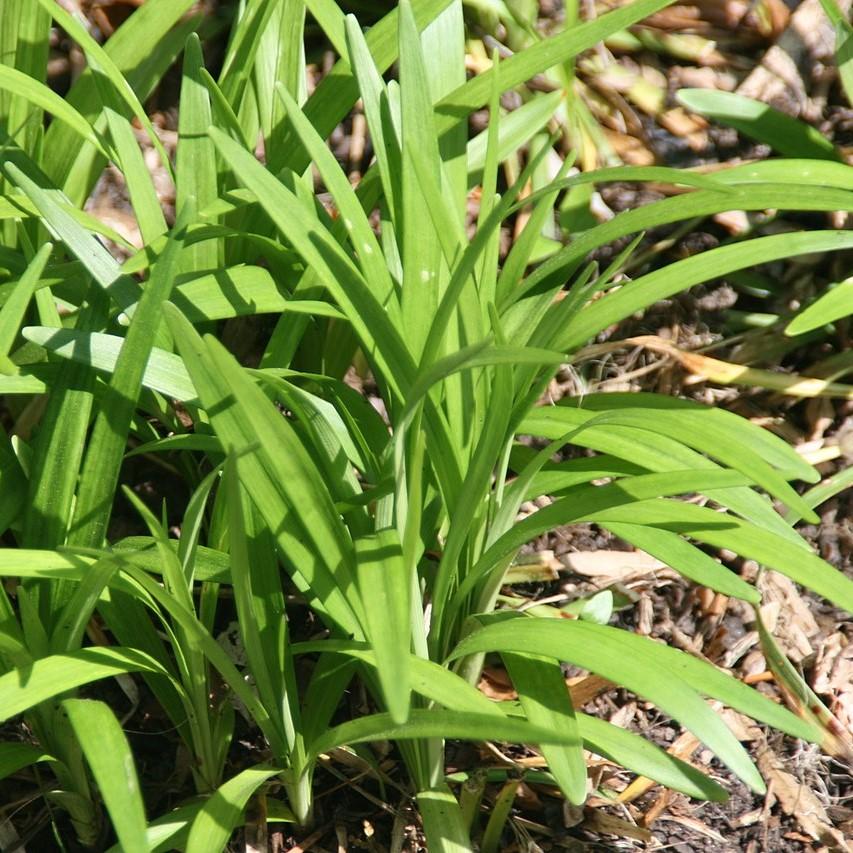 Liriope m. 'Monroe White' - Delivered By ServeScape