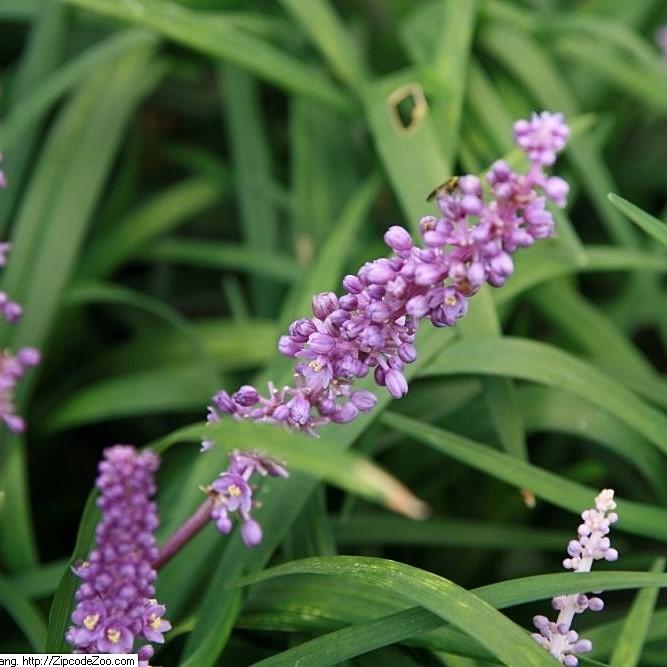 Liriope m. 'Royal Purple' - Delivered By ServeScape