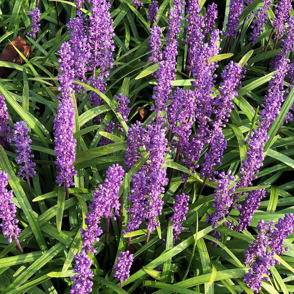 Liriope muscari 'Super Blue' ~ Super Blue Lily Turf-ServeScape