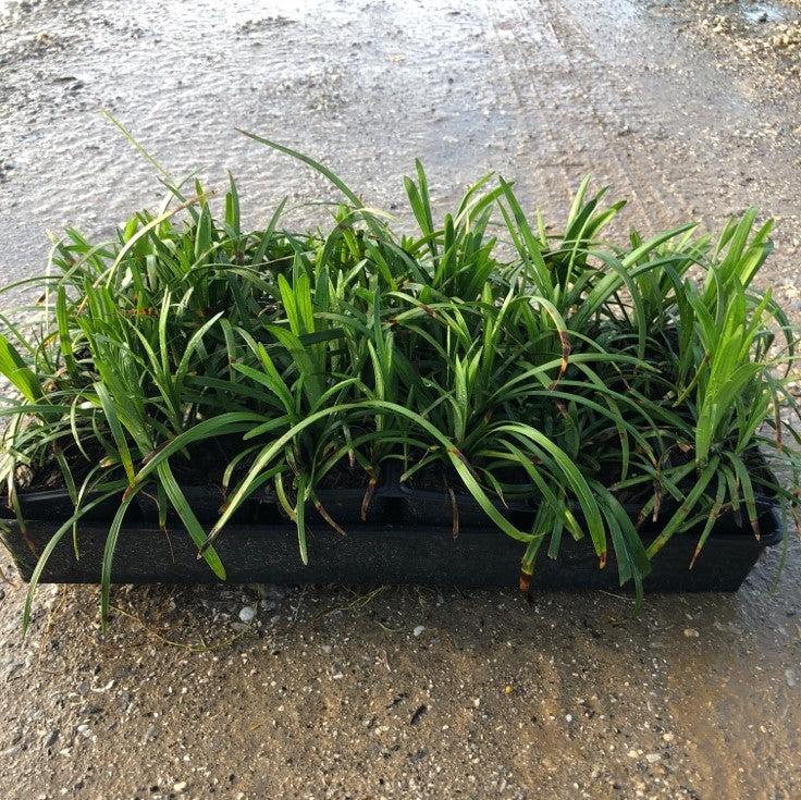 Liriope muscari 'Big Blue' ~ Big Blue Lily Turf-ServeScape