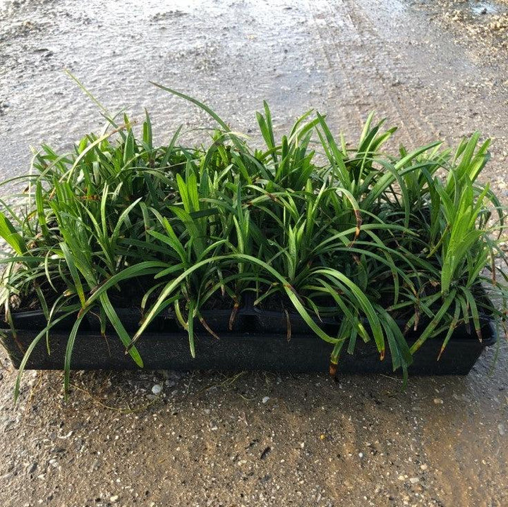 Liriope muscari 'Big Blue' ~ Big Blue Lily Turf-ServeScape