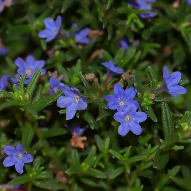 Lithodora diffusa 'Grace Ward' ~ Grace Ward Lithodora-ServeScape