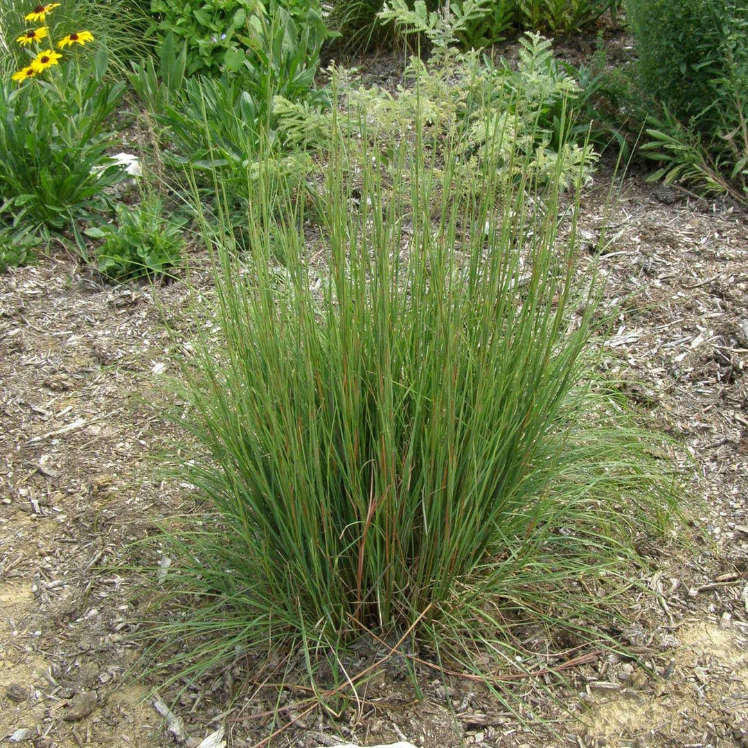 Schizachyrium scoparium 'Carousel' ~ Carousel Little Bluestem-ServeScape