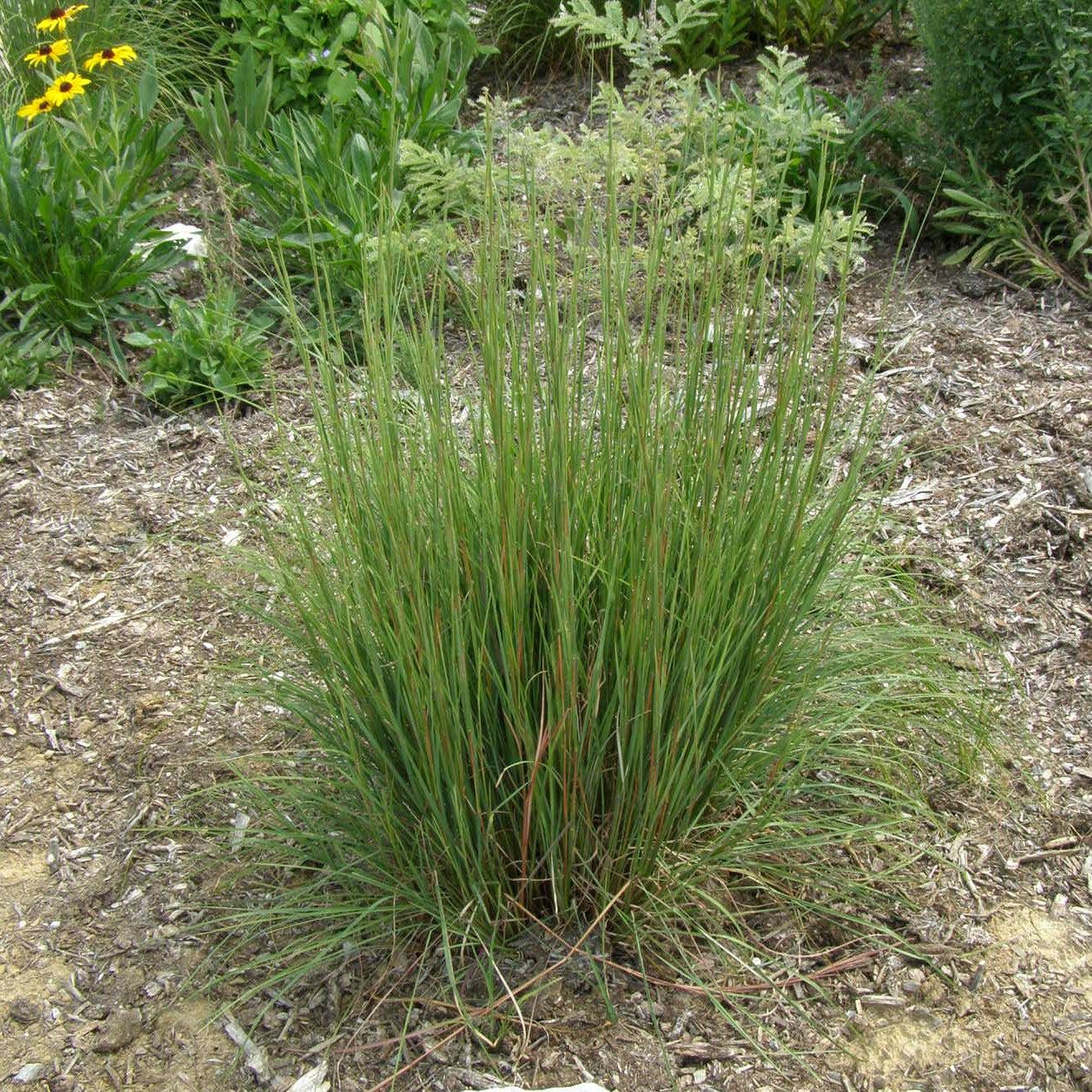 Schizachyrium scoparium 'Carousel' ~ Carousel Little Bluestem-ServeScape