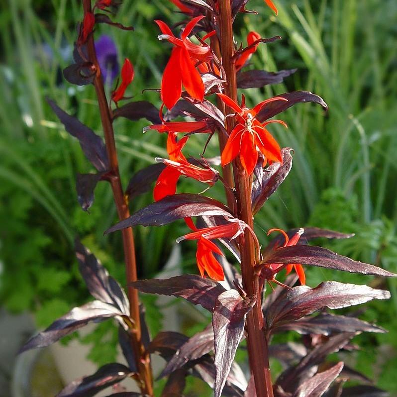 Lobelia cardinalis 'Black Truffle' ~ Black Truffle Cardinal Flower-ServeScape