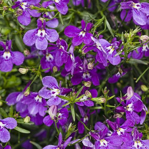 Lobelia erinus ’Lucia ultraviolet’ ~ Laguna® Ultraviolet™ Lobelia-ServeScape