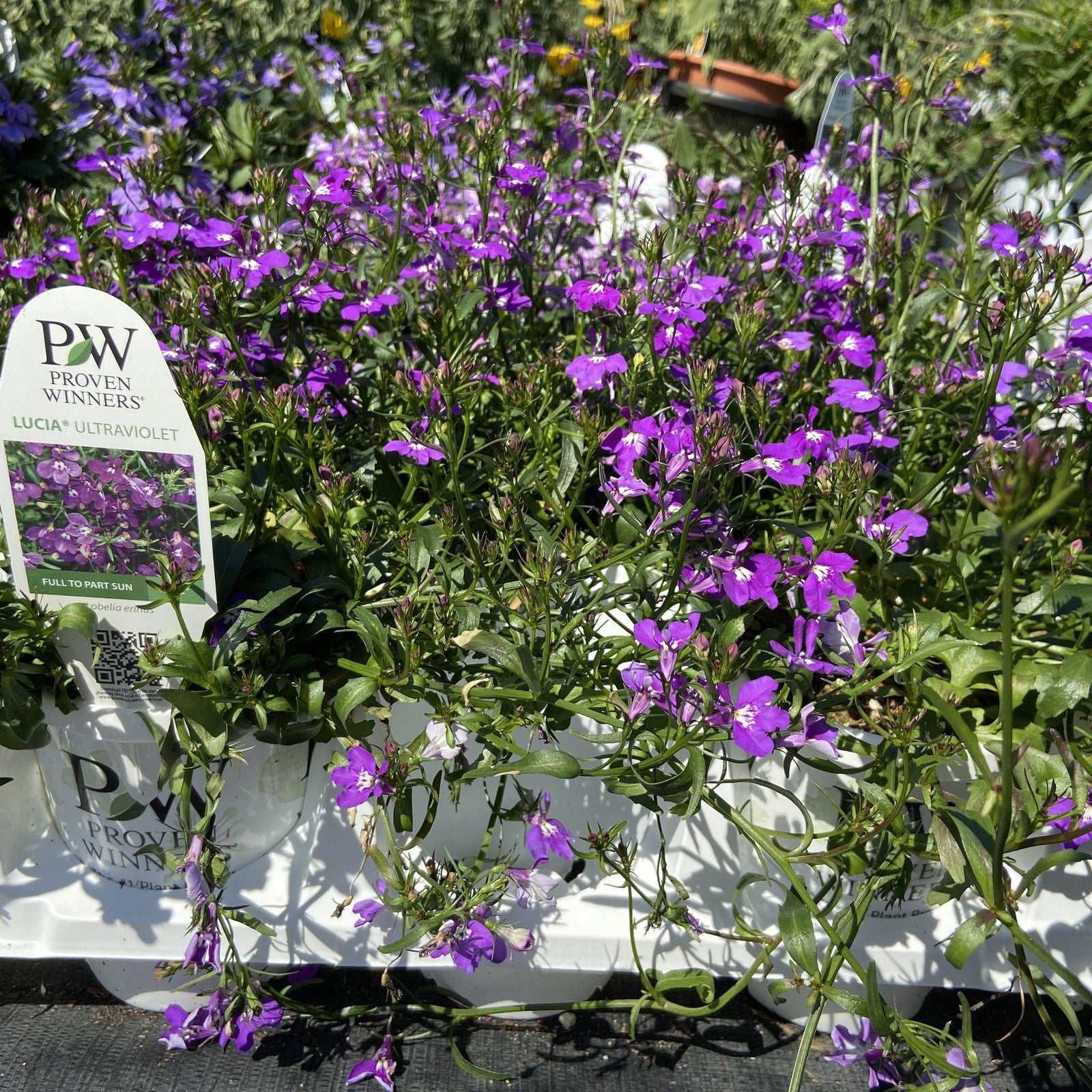 Lobelia erinus ’Lucia ultraviolet’ ~ Laguna® Ultraviolet™ - Delivered By ServeScape