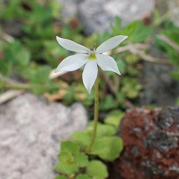 Pratia angulata ~ White Star Creeper-ServeScape