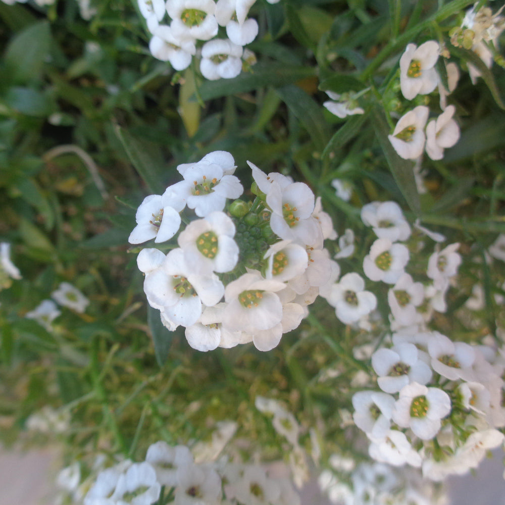 Lobularia maritimum 'Snow Crystals' ~ Snow Crystals Sweet Alyssum-ServeScape