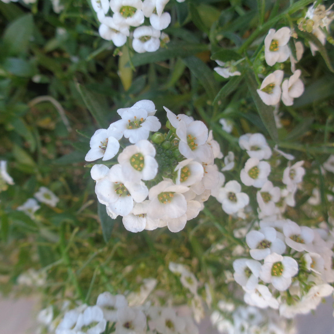 Lobularia maritimum 'Snow Crystals' ~ Snow Crystals Sweet Alyssum-ServeScape