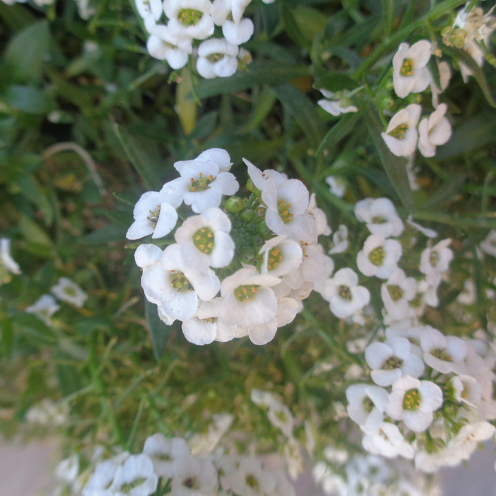 Lobularia maritimum 'Snow Crystals' ~ Snow Crystals Sweet Alyssum-ServeScape
