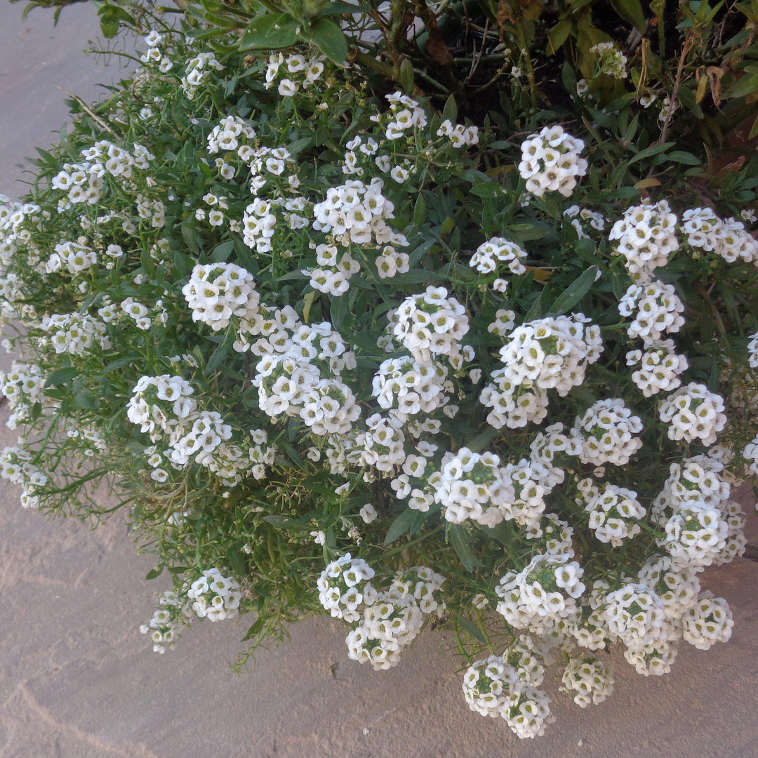 Lobularia maritimum 'Snow Crystals' ~ Snow Crystals Sweet Alyssum-ServeScape