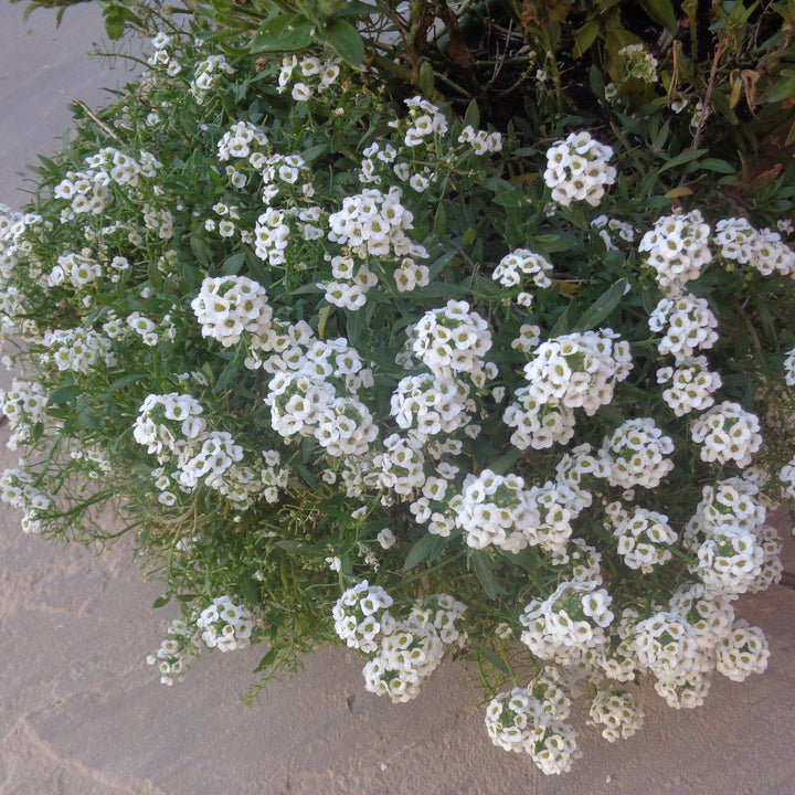 Lobularia maritimum 'Snow Crystals' ~ Snow Crystals Sweet Alyssum-ServeScape