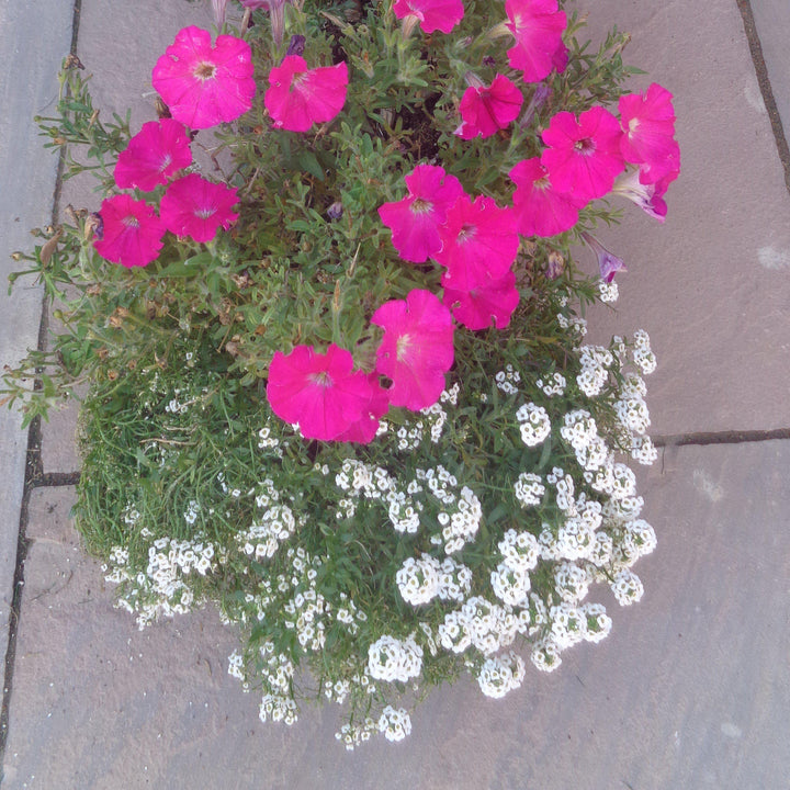 Lobularia maritimum 'Snow Crystals' ~ Snow Crystals Sweet Alyssum-ServeScape