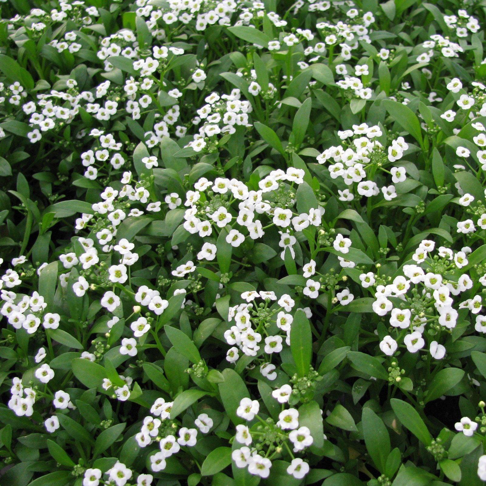 Lobularia maritimum 'Snow Crystals' ~ Snow Crystals Sweet Alyssum-ServeScape